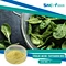 Folic acid, also known as vitamin B9, is a water-soluble vitamin that is essential for human health.